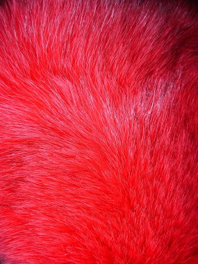 Red fox fur clipart