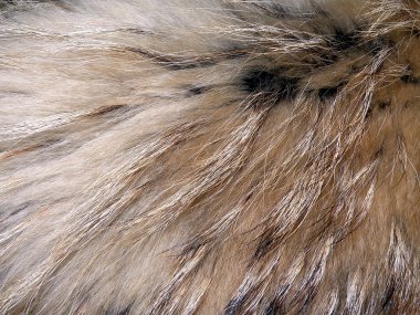 Natural fox fur clipart