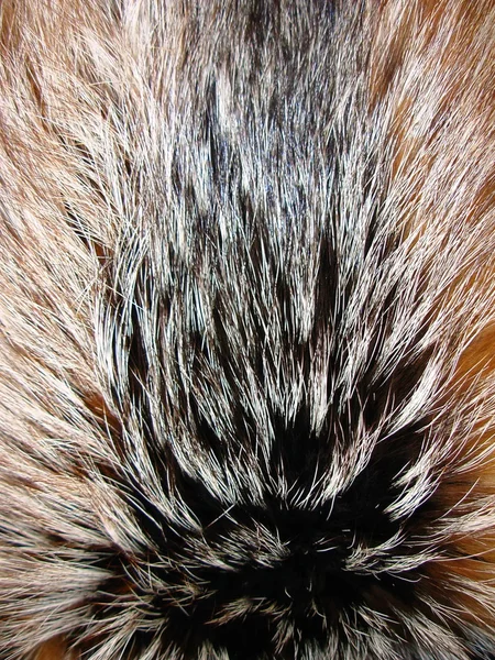 Pelliccia di volpe — Foto Stock