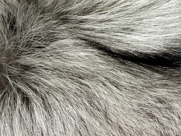 Piel de zorro plata — Foto de Stock