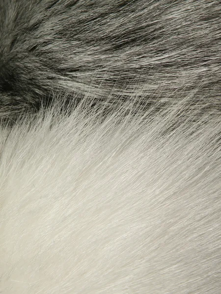 白とシルバーの毛皮 — ストック写真
