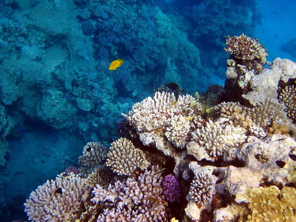Rafa koralowa i ryby — Zdjęcie stockowe