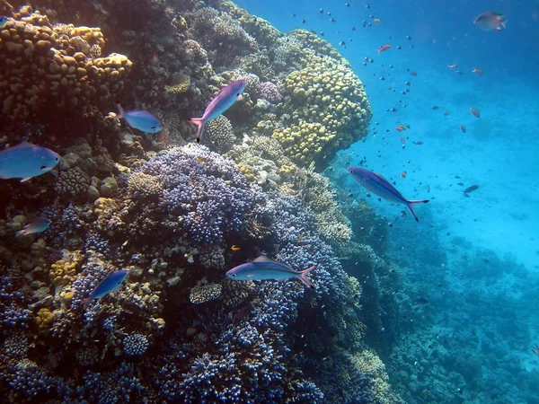 Rafa koralowa i ryby — Zdjęcie stockowe