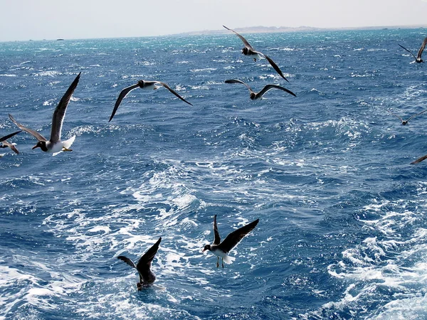 Aves de mar —  Fotos de Stock