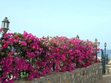 Bougainvillea op metalic fance