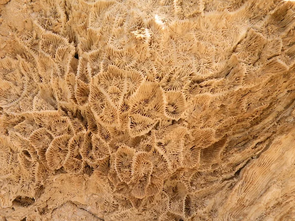 Fósil de coral — Foto de Stock