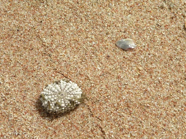 Send and sea hedgehog fossil — Stock Photo, Image