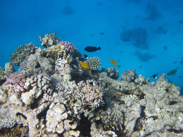珊瑚礁和鱼类 — 图库照片