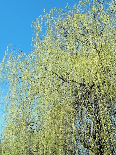 Árbol de primavera verde — Foto de Stock