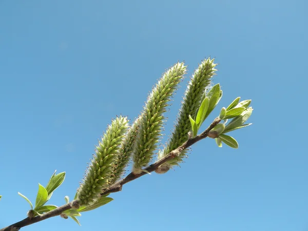 Bichano-salgueiro, ramo de primavera — Fotografia de Stock