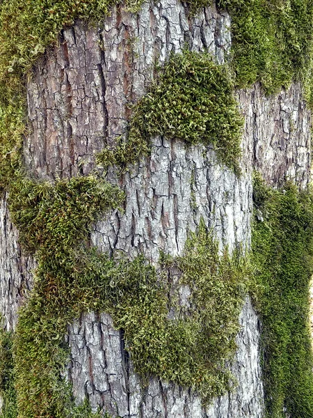 Стовбур дерева з мохом — стокове фото