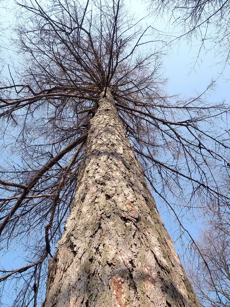 Старое дерево — стоковое фото
