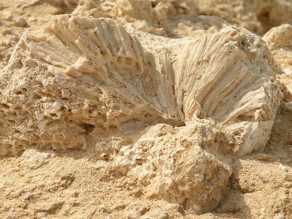 Récif corallien fossile — Photo