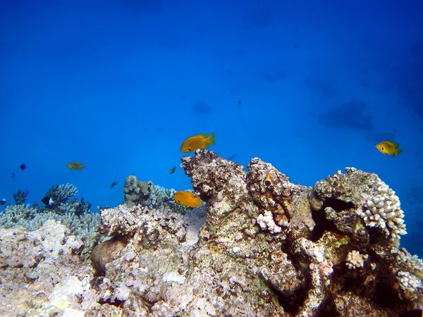 Korallrev och fisk — Stockfoto