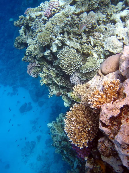 Korálový útes a ryby — Stock fotografie