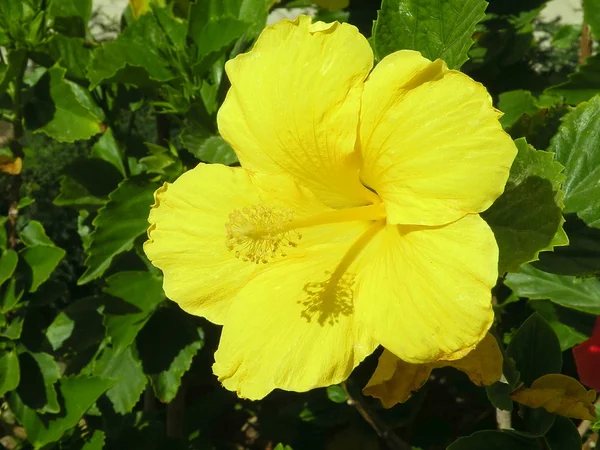 Hibisco amarelo — Fotografia de Stock