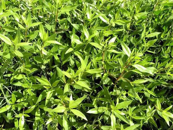 stock image Green foliage