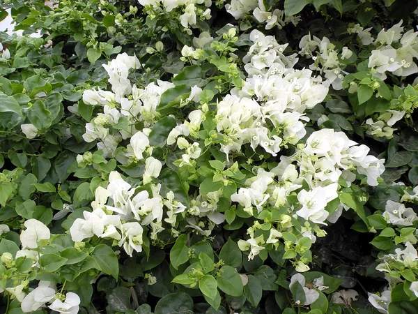 White bougainvillea — Stock Photo, Image