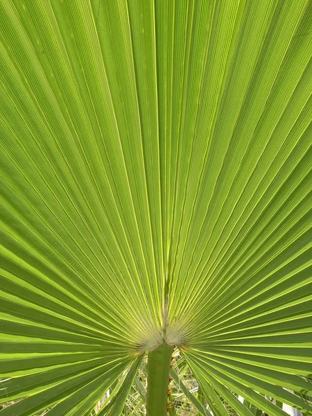 Пальмовый лист — стоковое фото