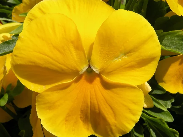 Viola amarela — Fotografia de Stock