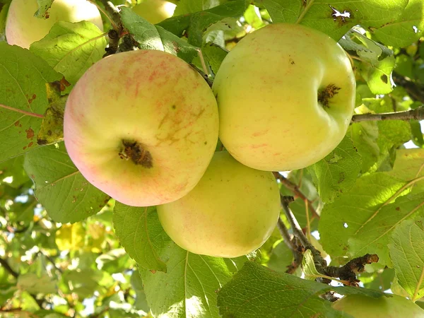 Μήλα — Φωτογραφία Αρχείου