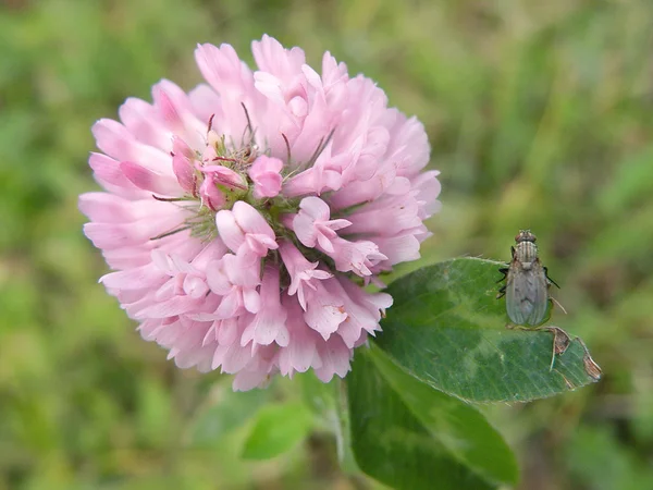 Różowy clower i mucha — Zdjęcie stockowe