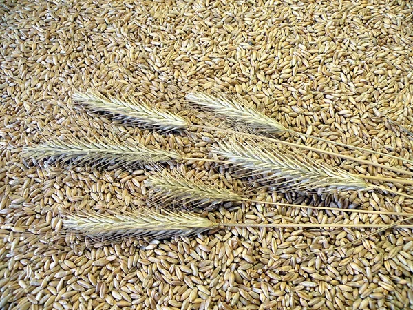Зерно и ухо — стоковое фото