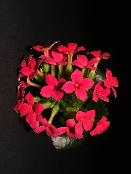 Fleur rouge — Photo