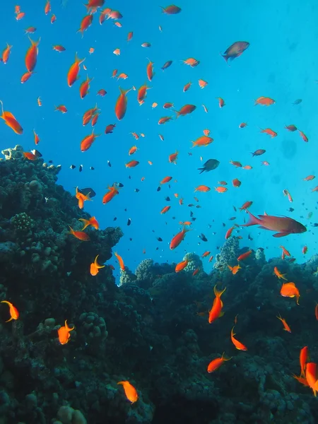 Barriera corallina e pesce — Foto Stock