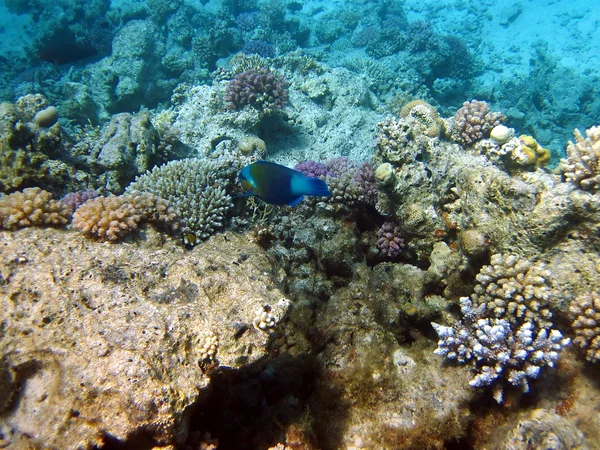 Pesce e barriera corallina — Foto Stock