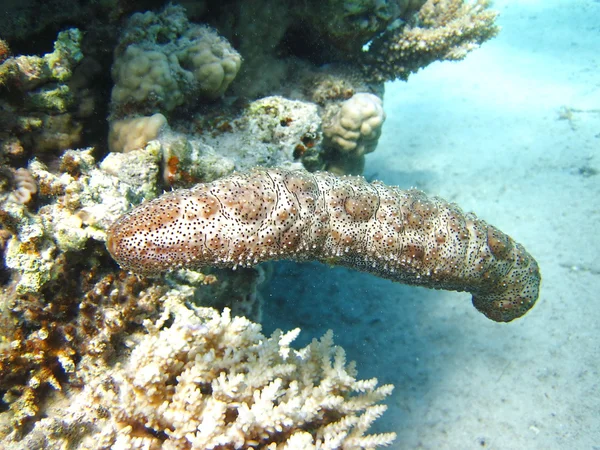 Koral rafa i morski ogórek — Zdjęcie stockowe