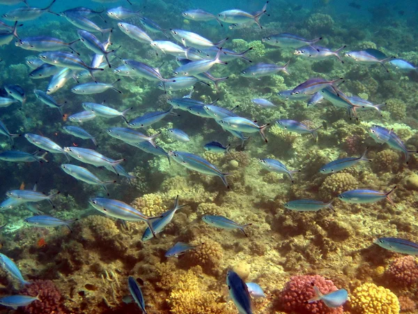 Blå fiskar och korallrev — Stockfoto
