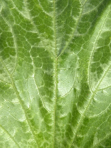 Texture des feuilles de courgette — Photo