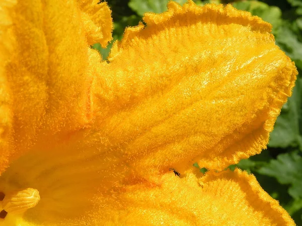 Cukkini virág — Stock Fotó