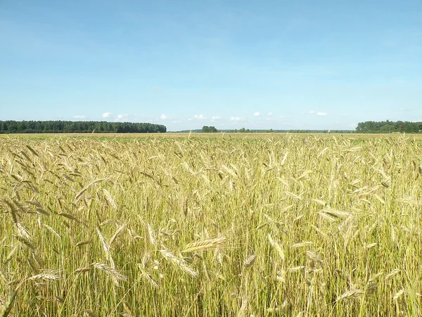 Rye field — Stock Photo, Image