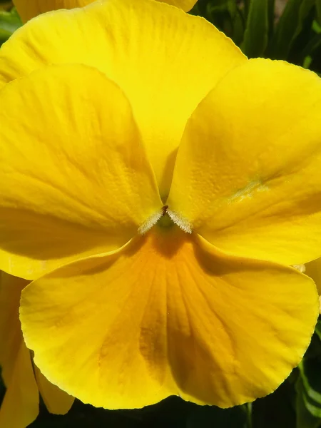Yellow pansy — Stock Photo, Image