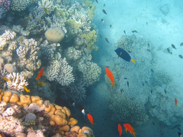 Коралловый риф и рыба — стоковое фото