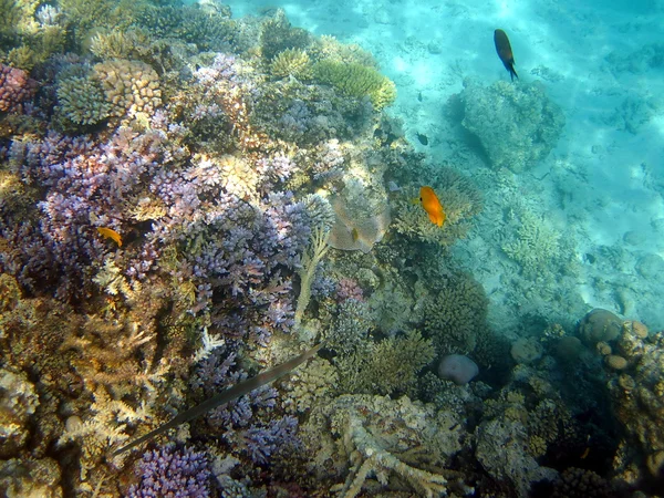 サンゴ礁と魚 — ストック写真