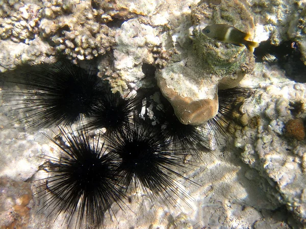 Récif corallien et hérissons de mer — Photo
