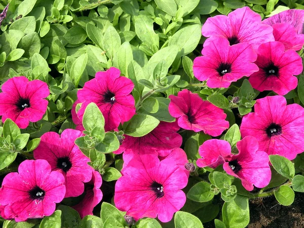 Pink petunia — Stock Photo, Image