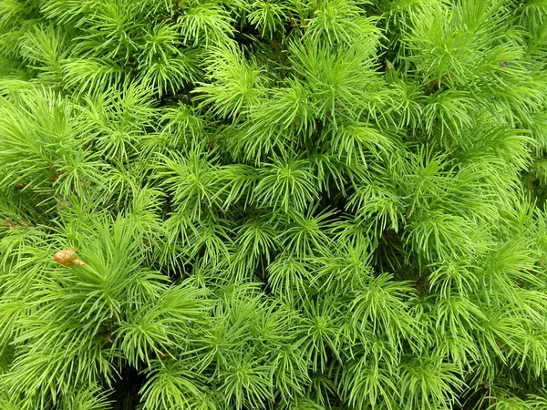녹색 경 엽 — 스톡 사진