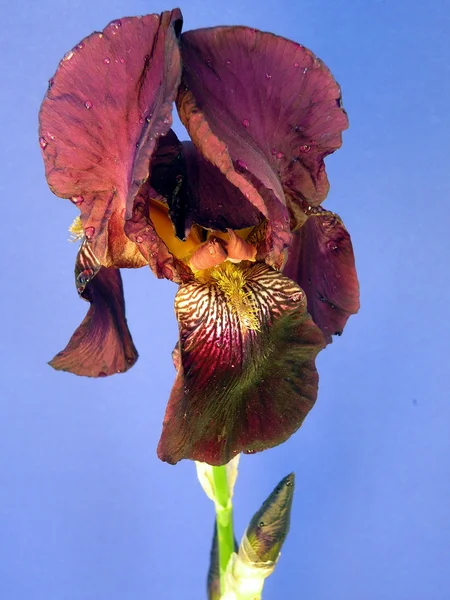 Iris Merah Muda — Stok Foto