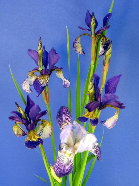 Iris bleu — Photo