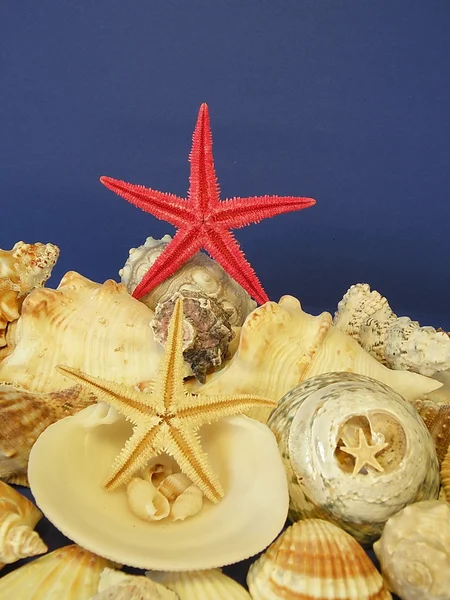 Muscheln und roter Stern — Stockfoto