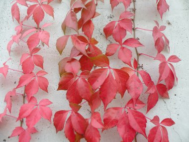 Red foliage clipart