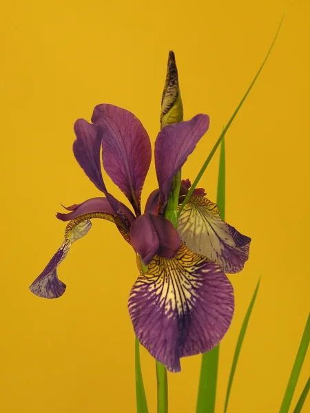 Íris violeta — Fotografia de Stock