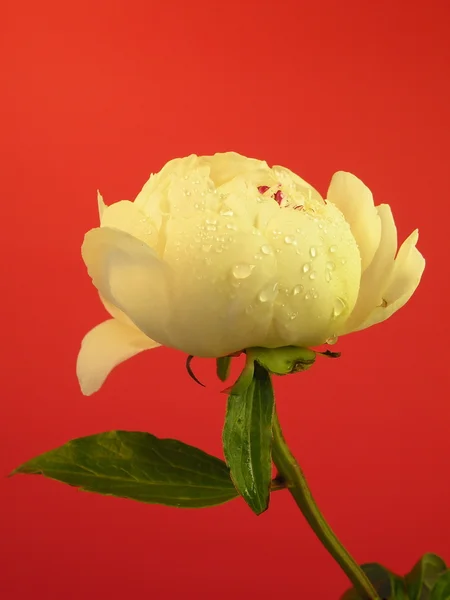 Белый пионский цветок — стоковое фото