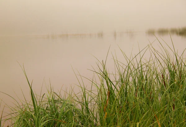 stock image Damp grass