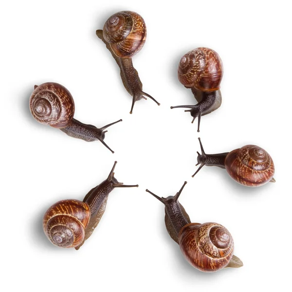 Curious snails — Stock Photo, Image