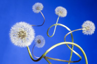 Group of dandelions clipart